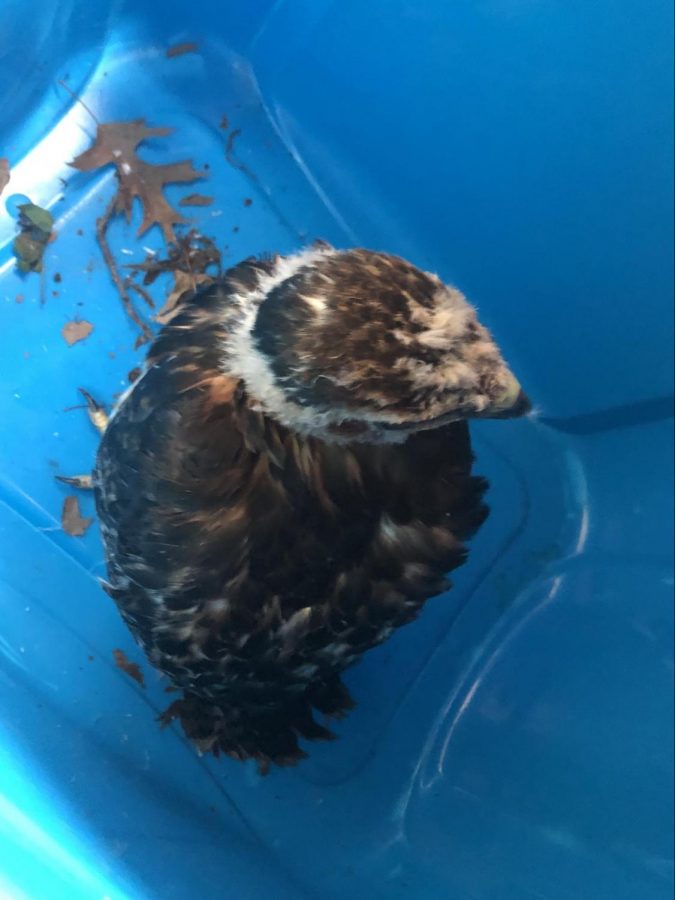 The injured red-tailed hawk awaits transport from Jessica Winkler of Wild-Wildlife Rehab of the QC. The raptor will be taken to Animal Family Vet Center for examination.